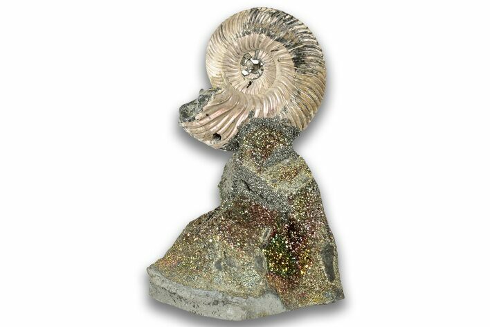 Iridescent, Pyritized Ammonite (Quenstedticeras) Fossil Display #324275